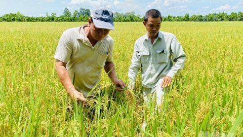 Năng suất lao động ngành nông nghiệp tăng trưởng cao nhưng giá trị thấp