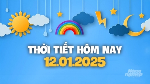 Tin thời tiết hôm nay 12/1/2025 mới nhất trong cả nước