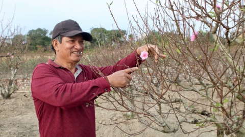 Lãi hàng trăm triệu đồng nhờ trồng đào Tết