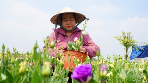 Mừng, lo vụ hoa tết