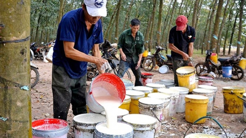 Giá cao su hôm nay 9/2/2025: Tuần này biến động trái chiều