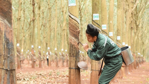 Giá cao su hôm nay 10/2/2025: Không có biến động mới