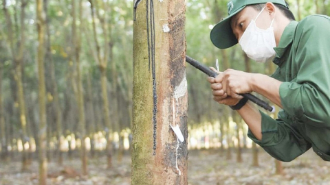 Giá cao su hôm nay 15/2/2025: Biến động trái chiều