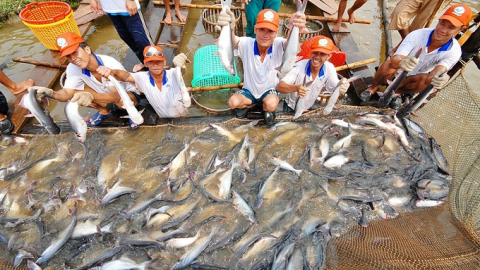 Pangasius exports are expected to grow by 10% in 2025