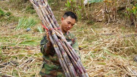 Khởi sắc mía đường: [Bài 3] Hơn 10 năm thoát nghèo nhờ cây mía