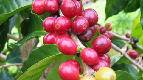 Giá cà phê hôm nay 25/2/2025: Robusta giảm mạnh