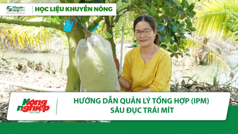 Hướng dẫn quản lý tổng hợp (IPM) sâu đục trái mít