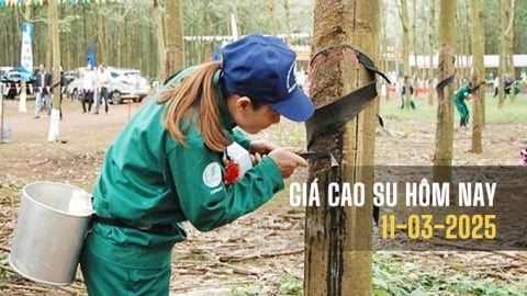 Giá cao su hôm nay 11/3/2025: Biến động trái chiều