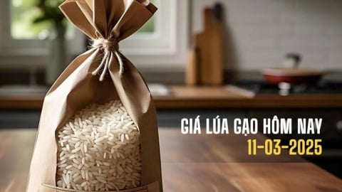 Giá lúa gạo hôm nay 11/3/2025: Chủ yếu đi ngang