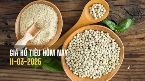 Giá tiêu hôm nay 11/3/2025: Trong nước giảm mạnh