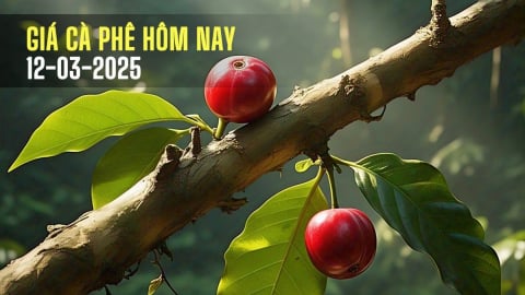 Giá cà phê hôm nay 12/3/2025: Thị trường tăng mạnh