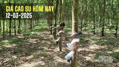 Giá cao su hôm nay 12/3/2025: Tiếp tục đà tăng