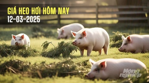 Giá heo hơi hôm nay 12/3/2025: Biến động nhẹ vài nơi