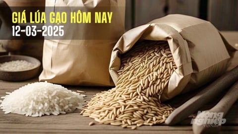 Giá lúa gạo hôm nay 12/3/2025: Thị trường nhích nhẹ