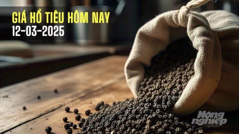 Giá tiêu hôm nay 12/3/2025: Tiếp tục đà giảm nhẹ