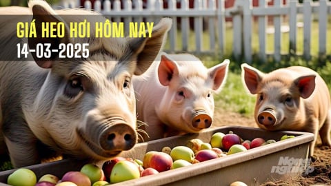 Giá heo hơi hôm nay 14/3/2025: Tiếp tục đà giảm nhẹ