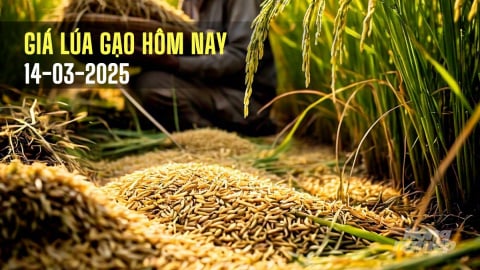 Giá lúa gạo hôm nay 14/3/2025: Giá gạo xuất khẩu tăng