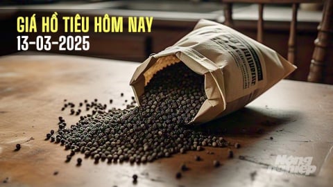 Giá tiêu hôm nay 13/3/2025: Trong nước tăng mạnh