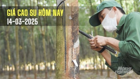 Giá cao su hôm nay 14/3/2025: Thế giới đồng loạt tăng