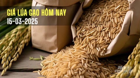 Giá lúa gạo hôm nay 15/3/2025: Đồng loạt giảm nhẹ