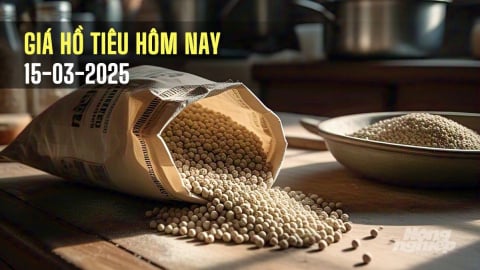 Giá tiêu hôm nay 15/3/2025: Gia Lai vẫn đang tăng nhẹ