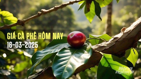 Giá cà phê hôm nay 16/3/2025: Trong nước tuần này vẫn tăng