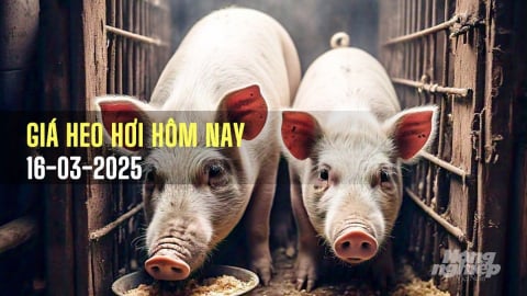 Giá heo hơi hôm nay 16/3/2025: Tuần này quay đầu giảm mạnh