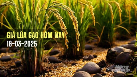 Giá lúa gạo hôm nay 16/3/2025: Tuần này biến động nhẹ