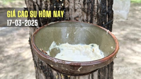 Giá cao su hôm nay 17/3/2025: Thị trường ổn định