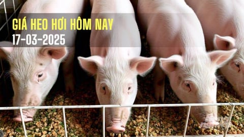 Giá heo hơi hôm nay 17/3/2025: Ba miền tiếp tục giảm