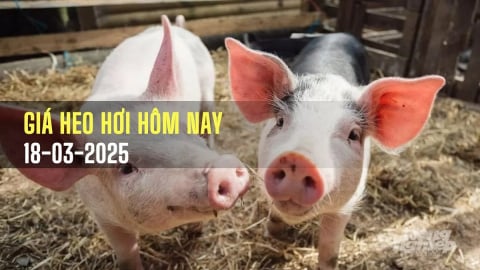 Giá heo hơi hôm nay 18/3/2025: Cả 3 miền đều giảm