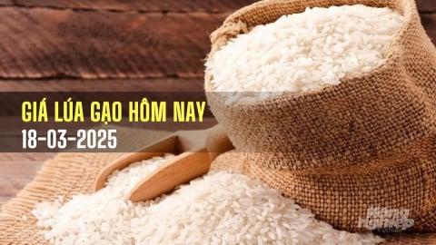 Giá lúa gạo hôm nay 18/3/2025: Lúa nhích nhẹ