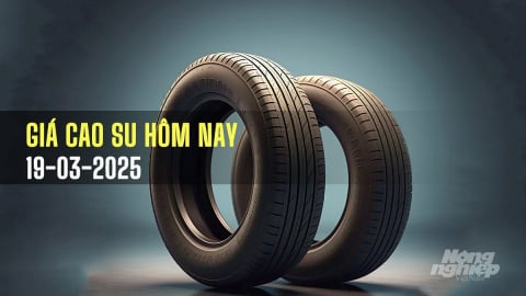 Giá cao su hôm nay 19/3/2025: Biến động trái chiều