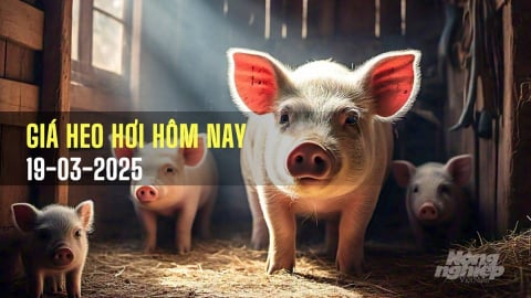 Giá heo hơi hôm nay 19/3/2025: Rơi xuống dưới mốc 80.000 đ/kg