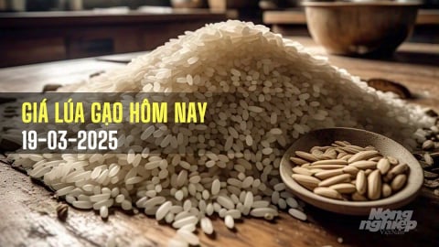 Giá lúa gạo hôm nay 19/3/2025: Giá gạo xuất khẩu tăng