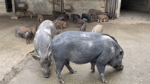 Nuôi lợn rừng lai Thái Lan cho thu nhập 120 triệu đồng/năm