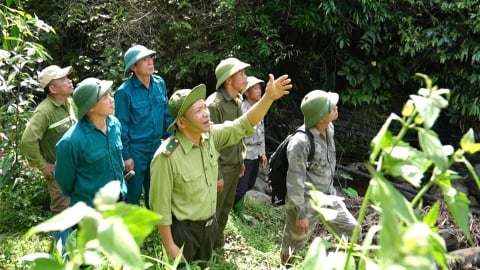 Chia nhiều nhóm nhỏ, thường xuyên kiểm tra hạn chế xâm lấn rừng