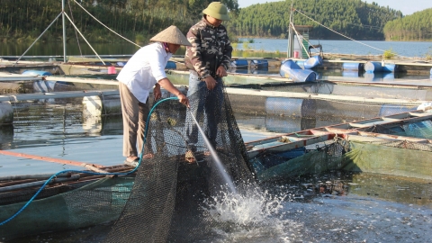 Xử lý môi trường, gia cố ao lồng để tái thả cá