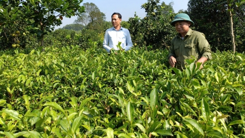 Dùng phân bón đạm cá, đậu tương để trồng chè hữu cơ cải tạo đất