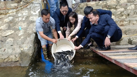 Hàng năm Yên Bái sẽ thả hàng ngàn tấn cá giống trên hồ Thác Bà