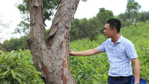 Làm gì để bảo tồn rừng lim Yên Thành?