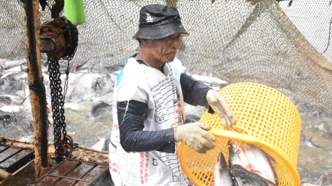 Giá cá tra nguyên liệu tại ao khoảng 27.000 đồng/kg