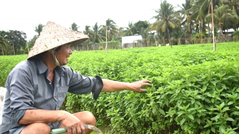 Tiền Giang: Mưa lớn ảnh hưởng tới sản xuất rau màu