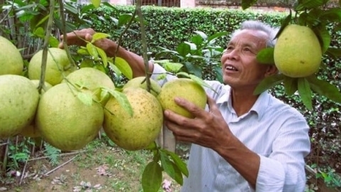 Hà Nội có chỉ dẫn địa lý cho bưởi đường La Tinh