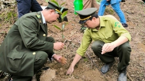 Nỗ lực không ngừng cho rừng thêm xanh