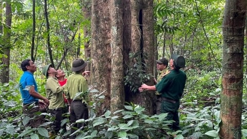 Bắc Giang phê duyệt danh mục trồng các loài cây rừng