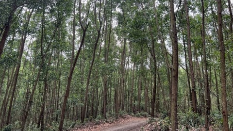 Phú Yên chú trọng phát triển rừng bền vững