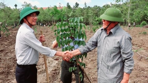 Phủ xanh nhiều diện tích rừng phòng hộ Xuân Lộc bị chết khô