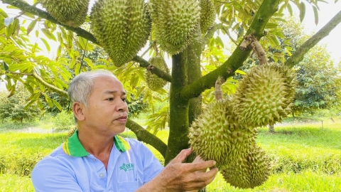 Trồng cây ăn trái hữu cơ để xuất ngoại