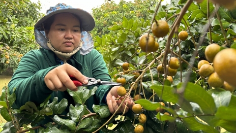 Trái thanh nhãn tí hon chinh phục thị trường lớn Mỹ, châu Âu